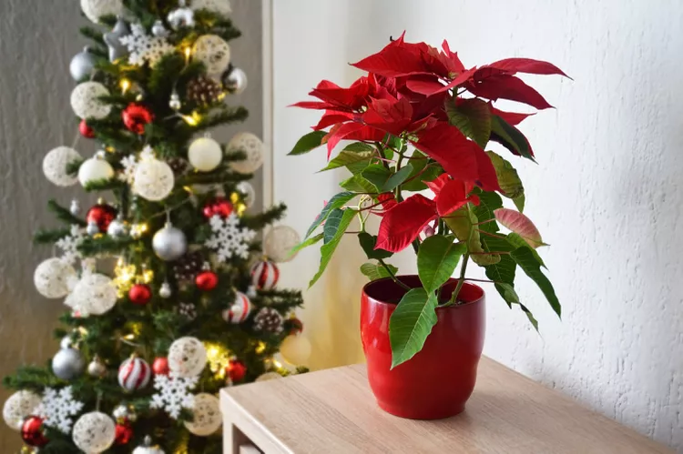 Poinsettias Aren't Throw-Away Plants—How to Keep Them Alive Through Winter, a Gardener Says