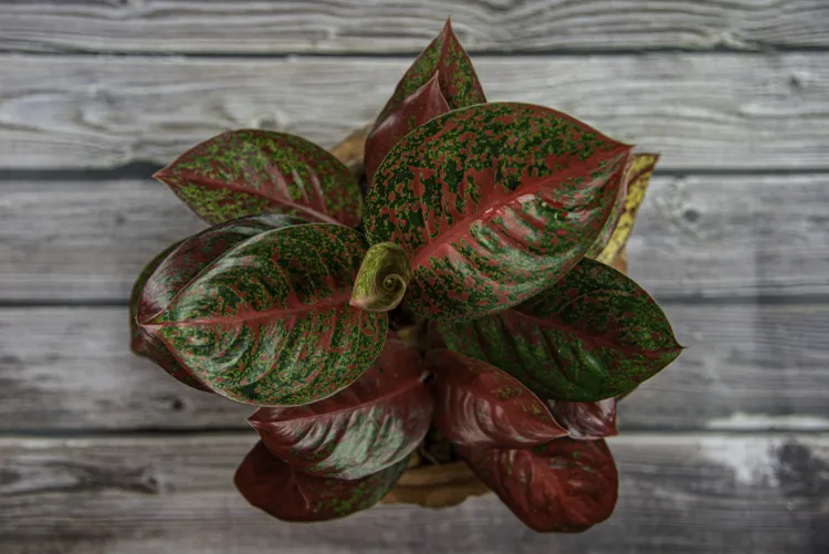 The One Thing I'm Doing to My Plants Before Going Out of Town for Three Weeks