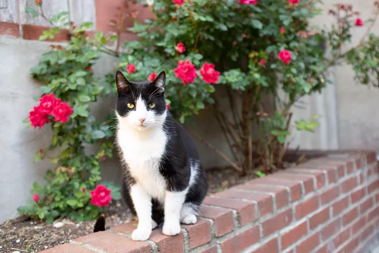 The Best Cat Repellents to Keep Cats Away