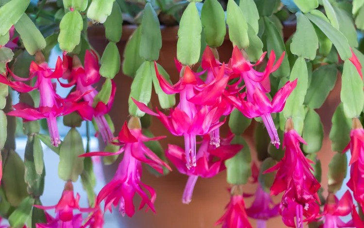 Why Isn't My Christmas Cactus Blooming? 5 Reasons and How to Fix It