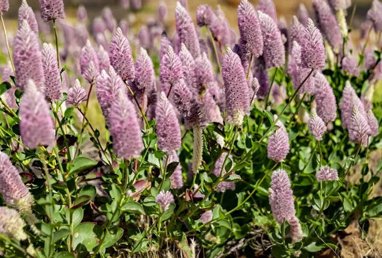 How to Grow Ptilotus