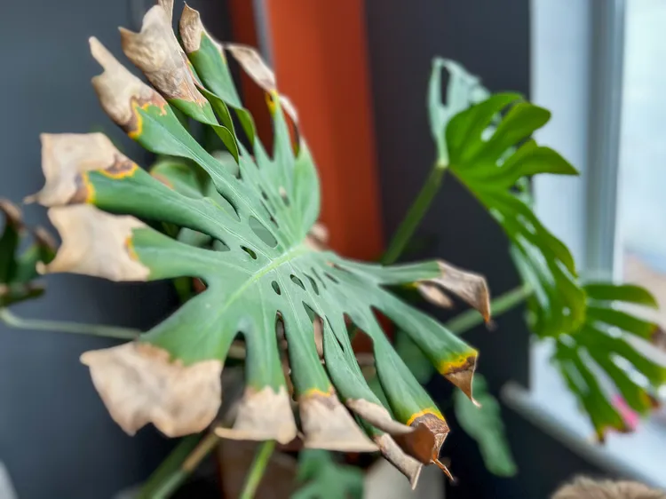 We Asked a Horticulturist If Houseplants Can Get Too Hot, and We Wish We Knew This Sooner