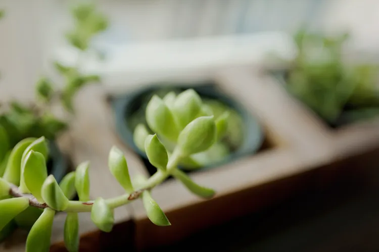 We Asked a Garden Pro How to Fix a Leggy Houseplant—These Steps Actually Work