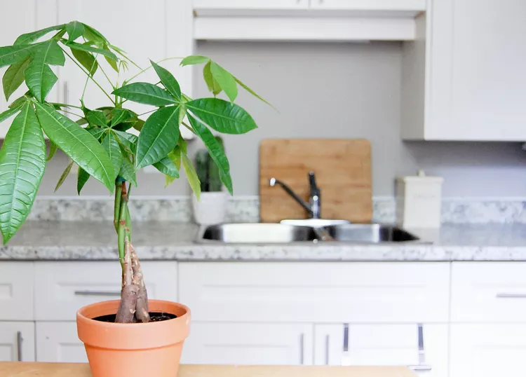 Why Money Tree Leaves Turn Yellow and How to Fix It