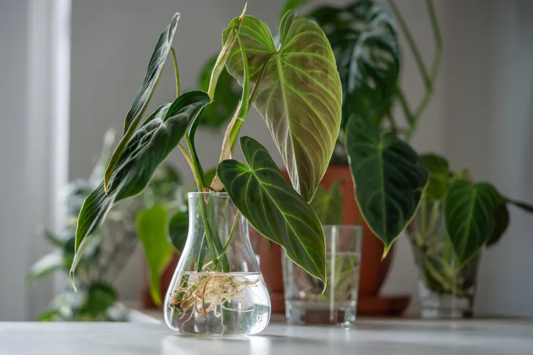 The Gift Every Plant Lover Will Appreciate—and You Can Make It From Your Own Plants