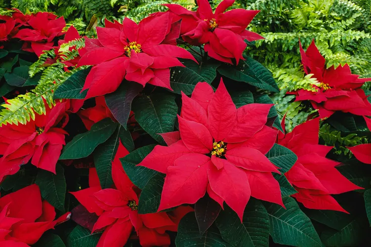 Poinsettias Are So Overrated, a Garden Pro Says—Grow This Other Plant Instead