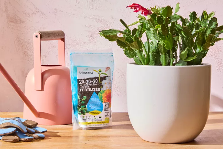 How to care for Christmas cactus