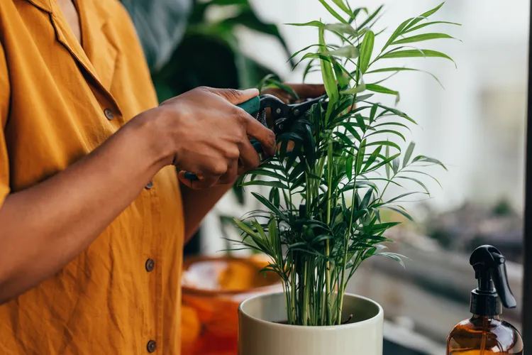 Should You Prune Houseplants Before Winter? When It Helps, and When It Hurts
