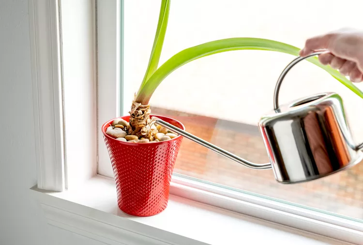 Why Your Amaryllis Didn't Bloom This Year—And How to Fix It for Next Winter