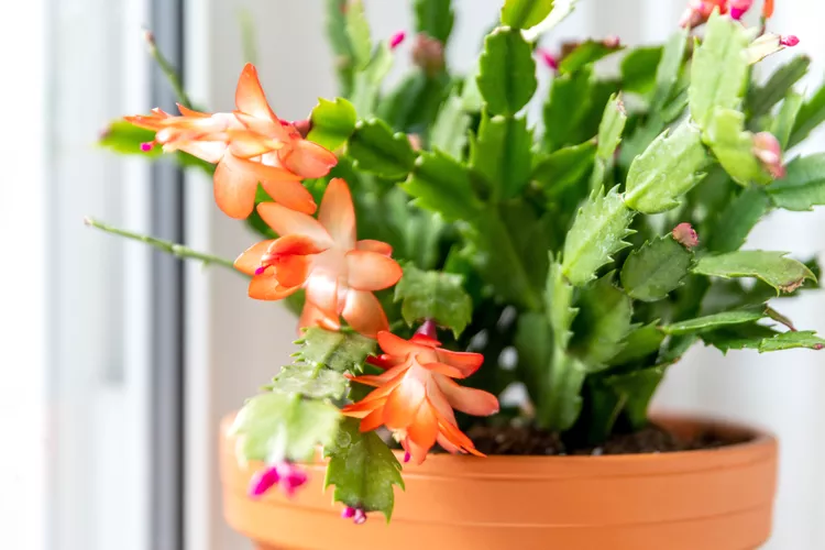 5 Reasons Why Your Thanksgiving Cactus Is Dropping Leaves and How to Fix It